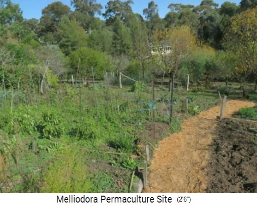 Melliodora 3 weeks
                        volunteering, mixed vegetable planting beds