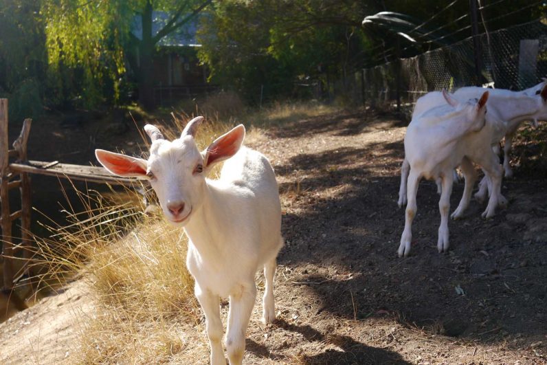 Melliodora,
                    white goats