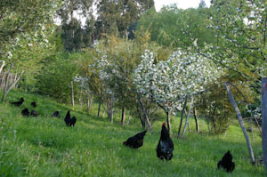 Melliodora, black chickens on the
                  meadow eat pests away
