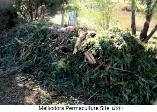 Melliodora 3 weeks
                    volunteering, leaf mulch from the cut tree