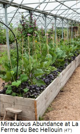 Bauernhof der Familie Herv�-Gruyer in Le
                    Bec-Hellouin: Mischkulturbeete im Gew�chshaus 02