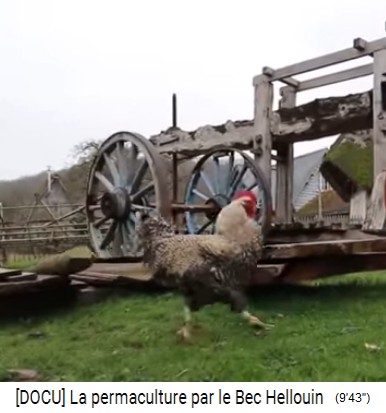Bauernhof der Familie Herv�-Gruyer in
                    Le Bec-Hellouin: Ein Hahn auf einer Weide bei den
                    Kutschen