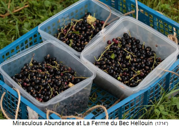 Bauernhof der
                    Familie Herv�-Gruyer in Le Bec-Hellouin:
                    Kirschenernte