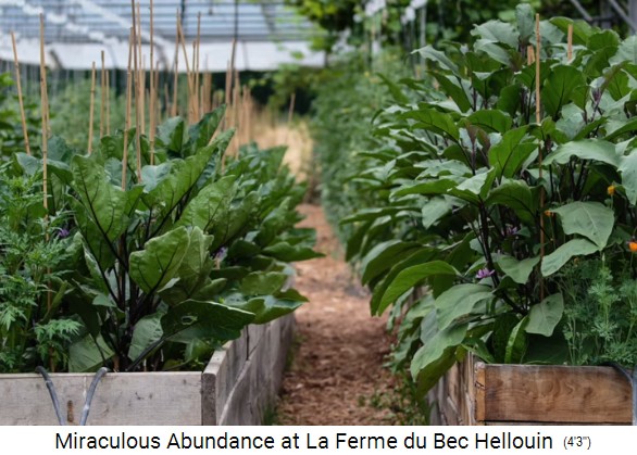 Bauernhof der Familie Herv�-Gruyer in Le
                    Bec-Hellouin: Mischkulturbeete im Gew�chshaus 01