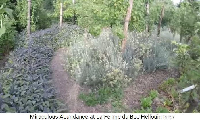 Bauernhof
                    der Familie Herv�-Gruyer in Le Bec-Hellouin:
                    Kleinfelderwirtschaft