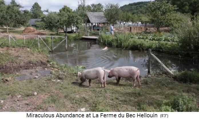 Bauernhof der
                    Familie Herv�-Gruyer in Le Bec-Hellouin: Schweine am
                    Teich