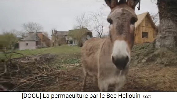 Permakulturzone auf dem Bauernhof der
                    Familie Herv�-Gruyer in Le Bec-Hellouin: Esel setzt
                    sich in Szene