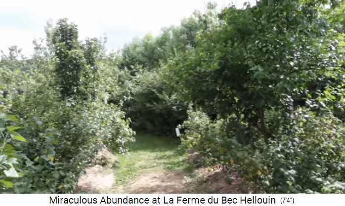 Bauernhof der
                    Familie Herv�-Gruyer in Le Bec-Hellouin: Waldgarten
                    02