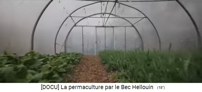 Permakulturzone auf dem Bauernhof der Familie
                    Hervé-Gruyer in Le Bec-Hellouin: Weg mit Laub:
                    Innenansicht des Gewächshauses mit Strohmulch