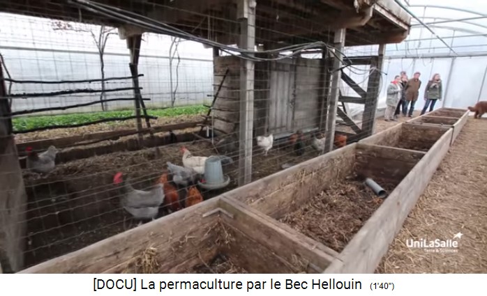 Bauernhof der Familie Hervé-Gruyer in Le
                    Bec-Hellouin: Hühnerstall mit Grossmaschendraht