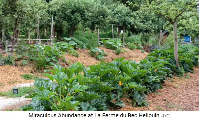Bauernhof der Familie Hervé-Gruyer
                    in Le Bec-Hellouin: Hügelbeete mit Mischkultur und
                    Strohmulch