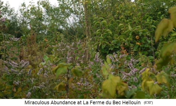 Bauernhof der
                    Familie Hervé-Gruyer in Le Bec-Hellouin: Freier
                    Baumgarten