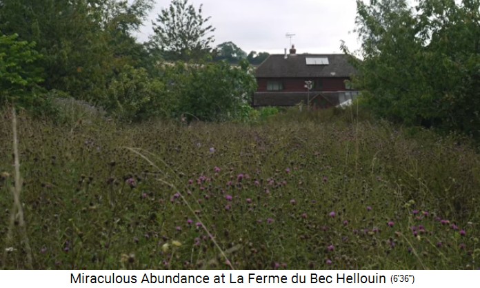 Bauernhof der Familie Hervé-Gruyer in Le
                    Bec-Hellouin: Freie Blumenwiese / Magerwiese