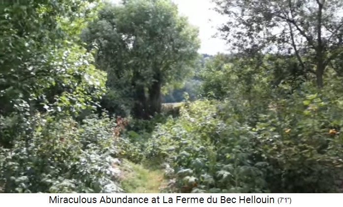 Bauernhof der
                    Familie Hervé-Gruyer in Le Bec-Hellouin: Waldgarten
                    01