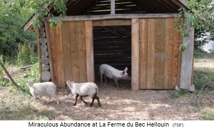Bauernhof der Familie Hervé-Gruyer in Le
                    Bec-Hellouin: Unterstand für Schweine und Schafe