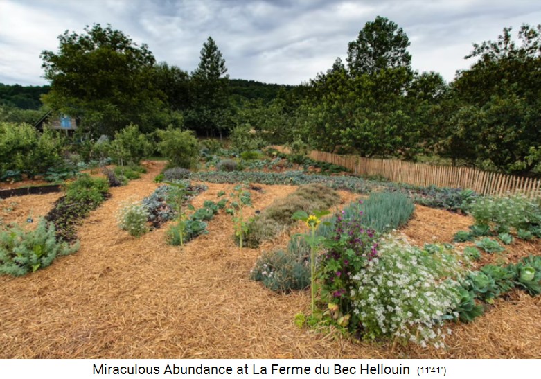 Bauernhof der Familie Hervé-Gruyer in
                              Le Bec-Hellouin: Hügelbeete des
                              Strahlenmandala mit Mischkultur