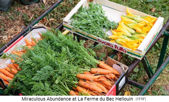 Bauernhof der Familie Hervé-Gruyer in Le
                    Bec-Hellouin: Gemüseernte mit Karotten und Kräutern