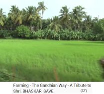 Palmen-Reisfarm von
                        Bhaskar Save: Feld mit Palmenwald rundrum