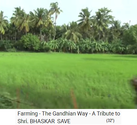 Film 1-03: Feld mit
                    Palmenwald rundrum - die Bio-Farm von Save