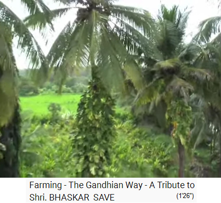 Film
                    1-10: Bio-Palmen-Reisfarm von Save: Blick durch
                    Kokospalmen auf ein Feld