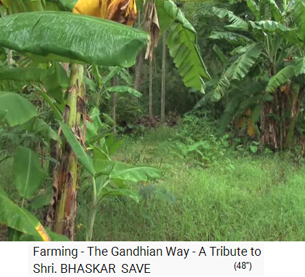 Film 1-05: Feld mit Palmenwald, Nahaufnahme