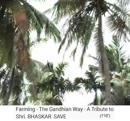 Film1-08:
                    Bio-Palmen-Reisfarm von Save: Kokospalmenbl�tter