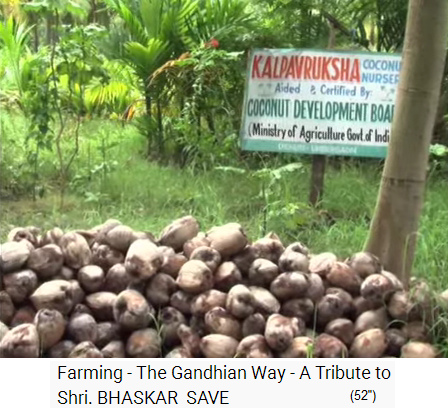 Film 1-06:
                    Bio-Kokos-Reis-Farm von Bhaskar Save: Kokosnüsse mit
                    dem Schild "Kalpavruksha"