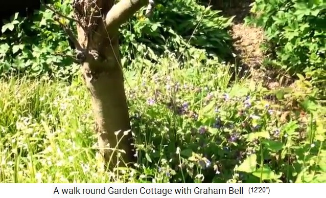Film 07 �ber den Obstwaldgarten
              von Graham Bell: Kr�uter neben Baum