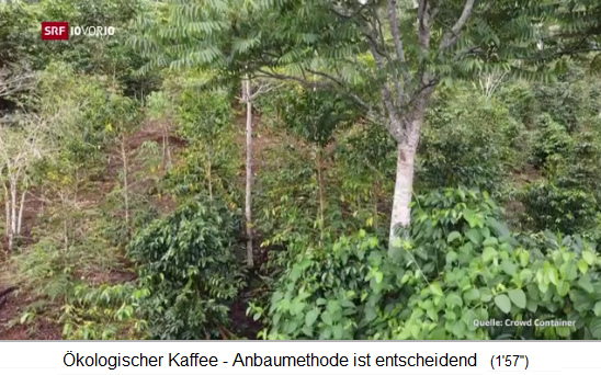Obstwaldgarten in
                    Peru: Hohe Bäume sind mit Kaffeesträuchern
                    kombiniert