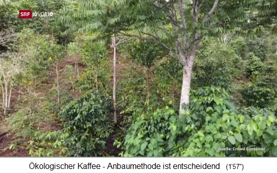 Der
              Obstwaldgarten in Huayabamba in Nord-Peru: Hohe B�ume sind
              mit Kaffeestr�uchern kombiniert
