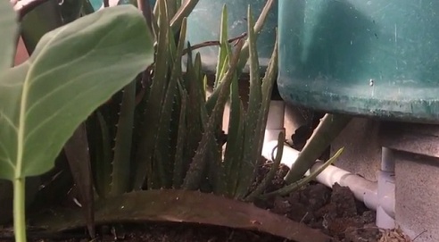 Die Sprosse der
                                Aloe-Vera-Pflanzen wachsen beim
                                Wasserheizfass
