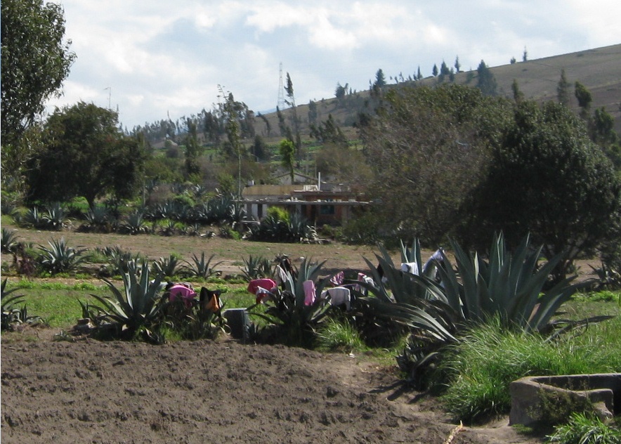 Fields of Cabuya cacti, shrubs and trees in
                Huasalata, Sierra in Ecuador