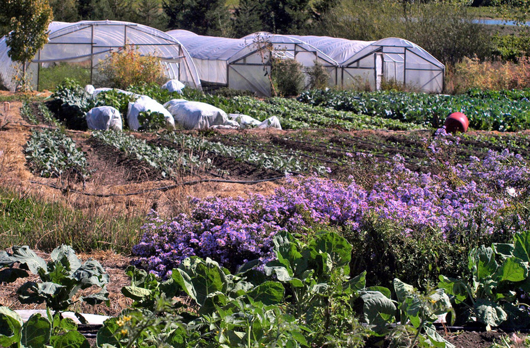 Felder von Paul Kaiser bei Sebastopol
            n�rdlich von San Francisco: ohne Pestizide, mit
            Tr�pfchenbew�sserung, mit Str�uchern und B�umen rund rum,
            Kompostdecken im Winter etc. - die Singing-Frogs-Farm