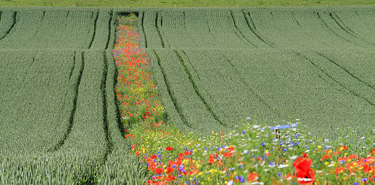 Blühstreifen in grossen Feldern reduzieren die
          Notwendigkeit, Pestizide einzusetzen, um bis zu 61%