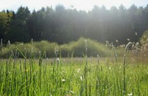 Shrubs in a meadow is the habitat for
              ground animals, ground birds, and insects