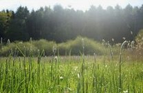 Heesters in een weide zijn
              het leefgebied van aarddieren, aardvogels en insecten