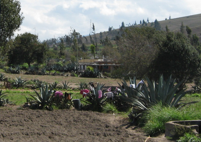 Landbouw van kleine velden met
                        cabuya-cactus, struiken en bomen in het dorp
                        Huasalata, hoge bergen "Sierra" van
                        Ecuador - foto door Michael Palomino