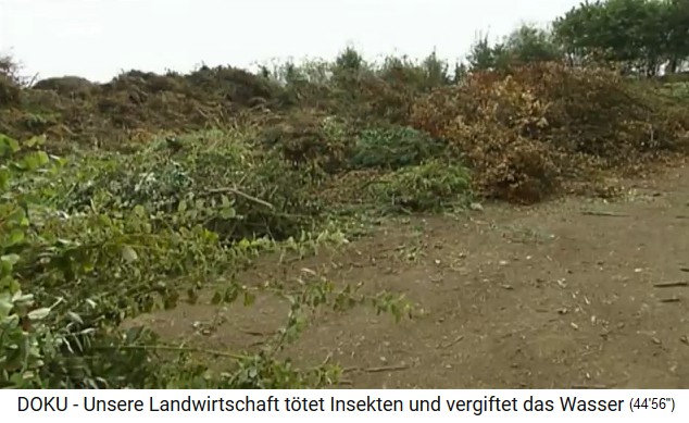 Untersuchung der Terra Preta am
                          Henstbacher Hof: Bestandteil Grünschnitt