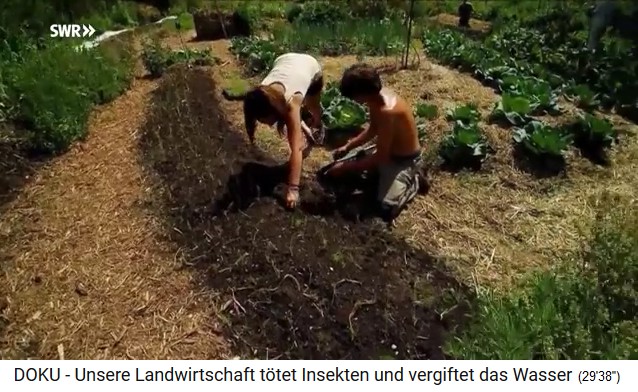 Permakultur-Hof
                      "Bec Hellouin" (Normandie), in ein
                      H�gelbeet werden Setzlinge gesetzt 02,
                      Gesamtansicht