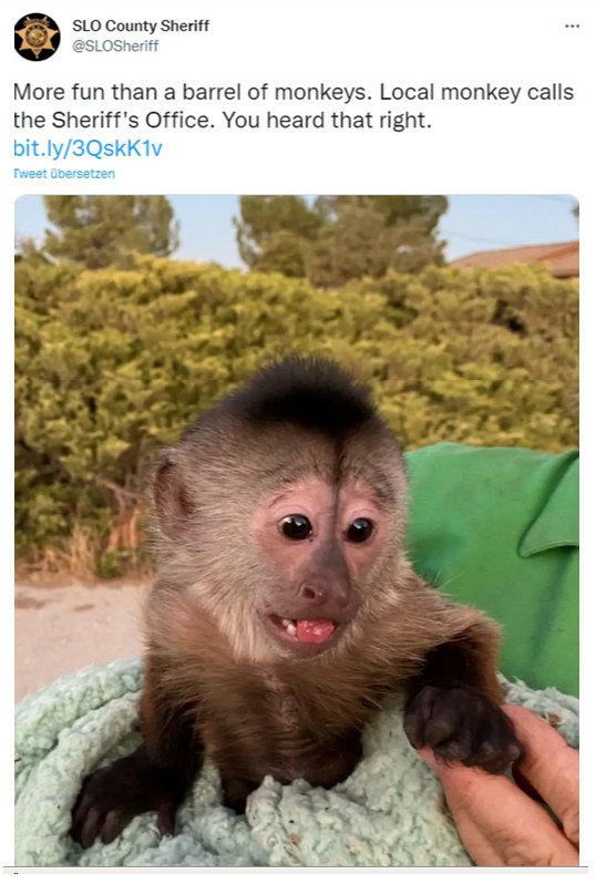 Zoo von San Luis Obispo
(Kalifornien) 18.8.2022: Kapuzineraffe
"Route" klaut Handy aus Auto und
wählt die Polizei: Polizei rückt aus: Affe
klaut Handy und wählt aus US-Zoo den
Notruf Zoo von San Luis Obispo
(Kalifornien) 18.8.2022: Kapuzineraffe
"Route" klaut Handy aus Auto und
wählt die Polizei: Polizei rückt aus: Affe
klaut Handy und wählt aus US-Zoo den
Notruf