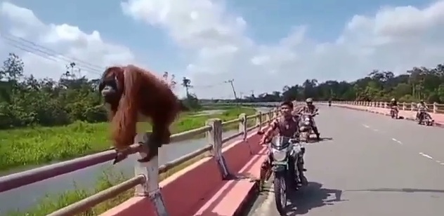 Indonesien: Orang Utan auf
Brückengeländer Indonesien: Orang Utan
auf Brückengeländer