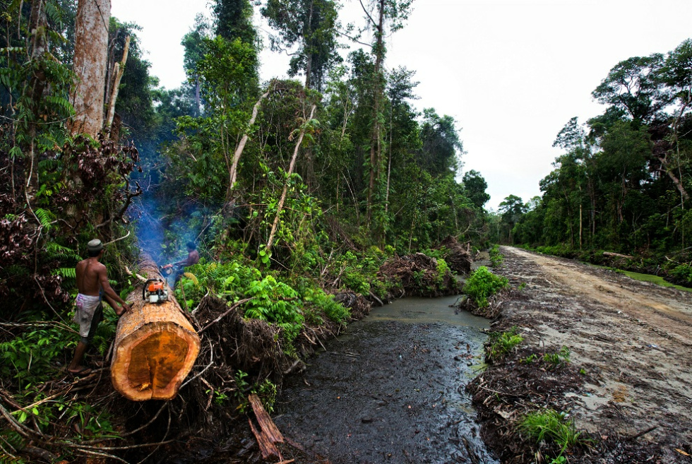 Urwaldvernichtung in Indonesien Urwaldvernichtung in Indonesien