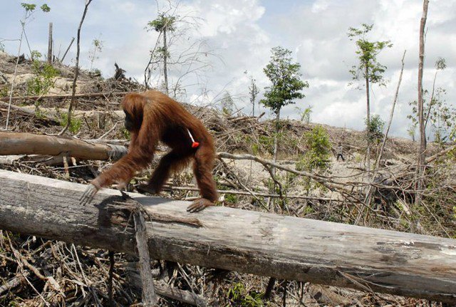 Indonesien: Orang-Utan ist
beschossen mit einem Pfeil Indonesien: Orang-Utan ist beschossen
mit einem Pfeil