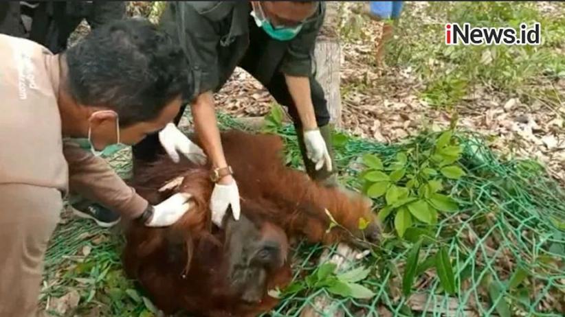 Indonesien: Verletzter
Orang Utan Indonesien:
Verletzter Orang Utan