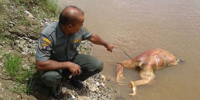 Indonesien: Mord an Orang Utan
und in einen Fluss geworfen Indonesien: Mord an Orang Utan und
in einen Fluss geworfen
