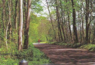 Ein Waldweg durch den Auenwald Lange
                          Erlen. Diese Natur soll erhalten bleiben