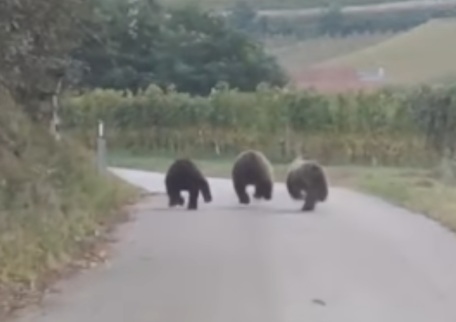 Cavedine (Gardasee,
                                        Norditalien) am 25.9.2024: 3
                                        neue Jungb�ren gesichtet