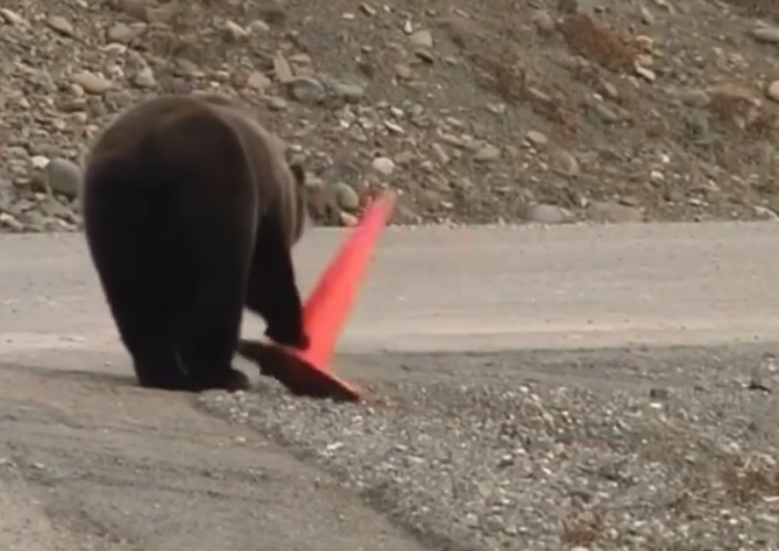 B�r in Russland am 24.8.2024: B�r in
                              Russland stellt Verkehrshut wieder auf