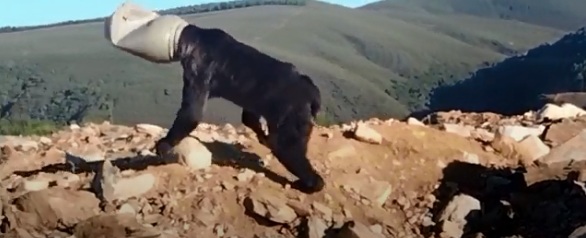 22.9.2023: Spanien: B�r ist tagelang
                            mit Kanister am Kopf herumgelaufen