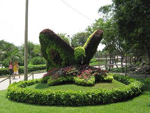 Pflanzenschmetterling (01)